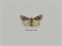 藏品(夜蛾627)的圖片